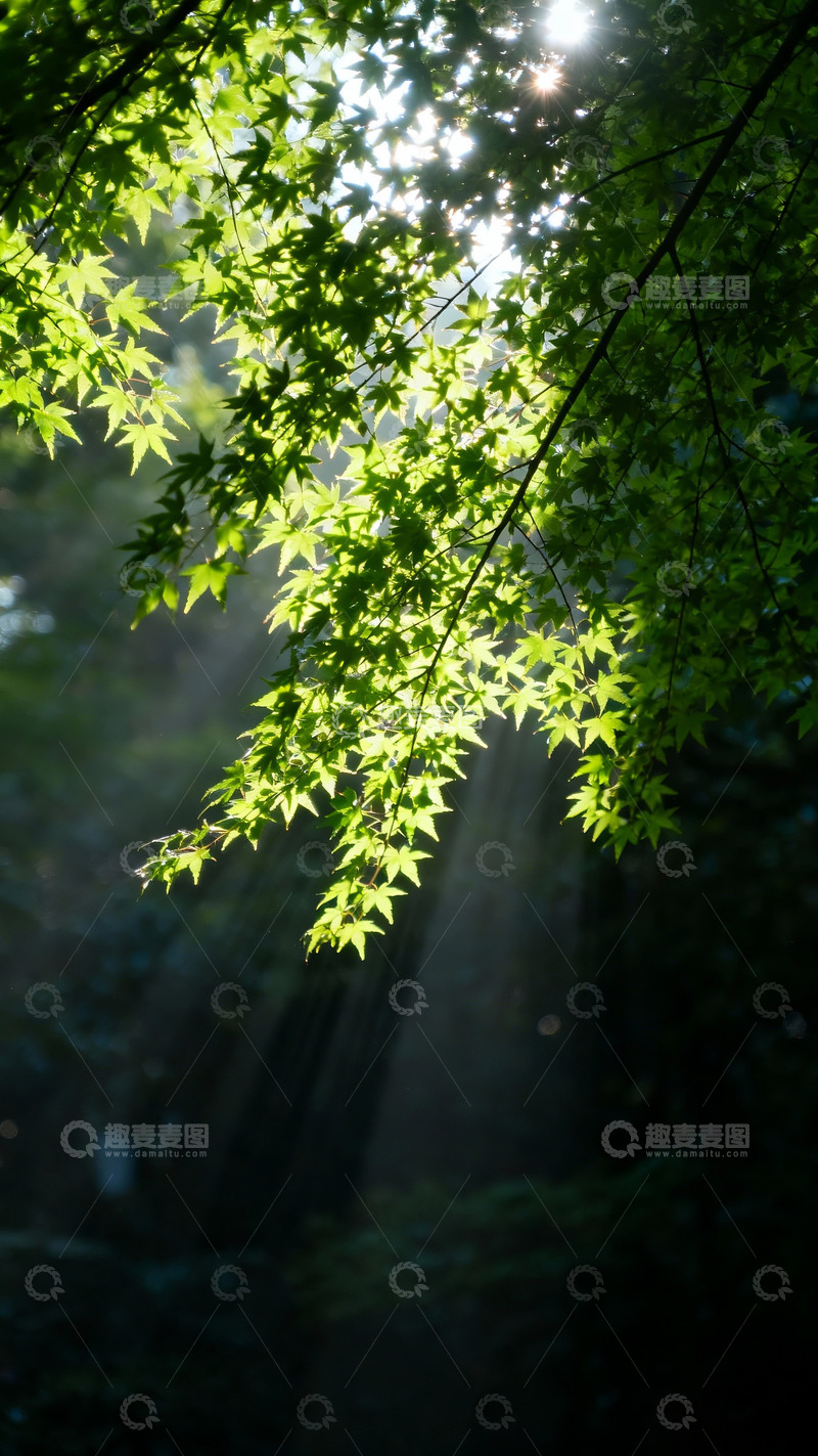 高清大图下载【趣麦麦图】光影透过枝叶投射下光线3