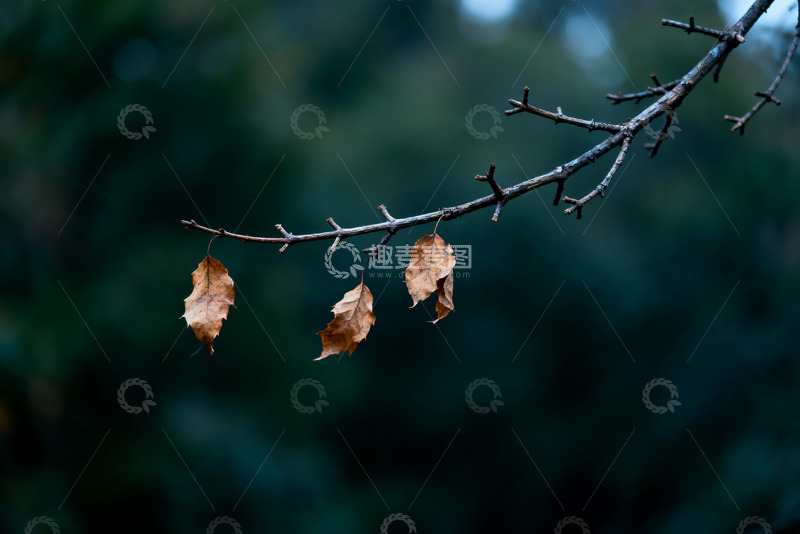 高清大图下载【趣麦麦图】树枝枯叶风中摇曳1