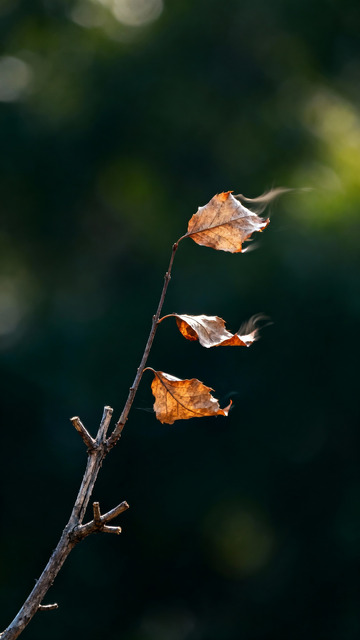 树枝枯叶风中摇曳3