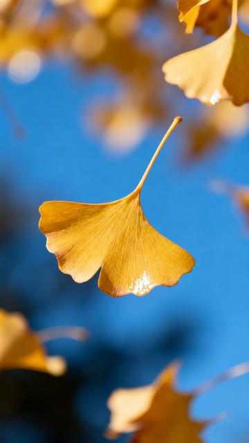 金黄的银杏叶特写5