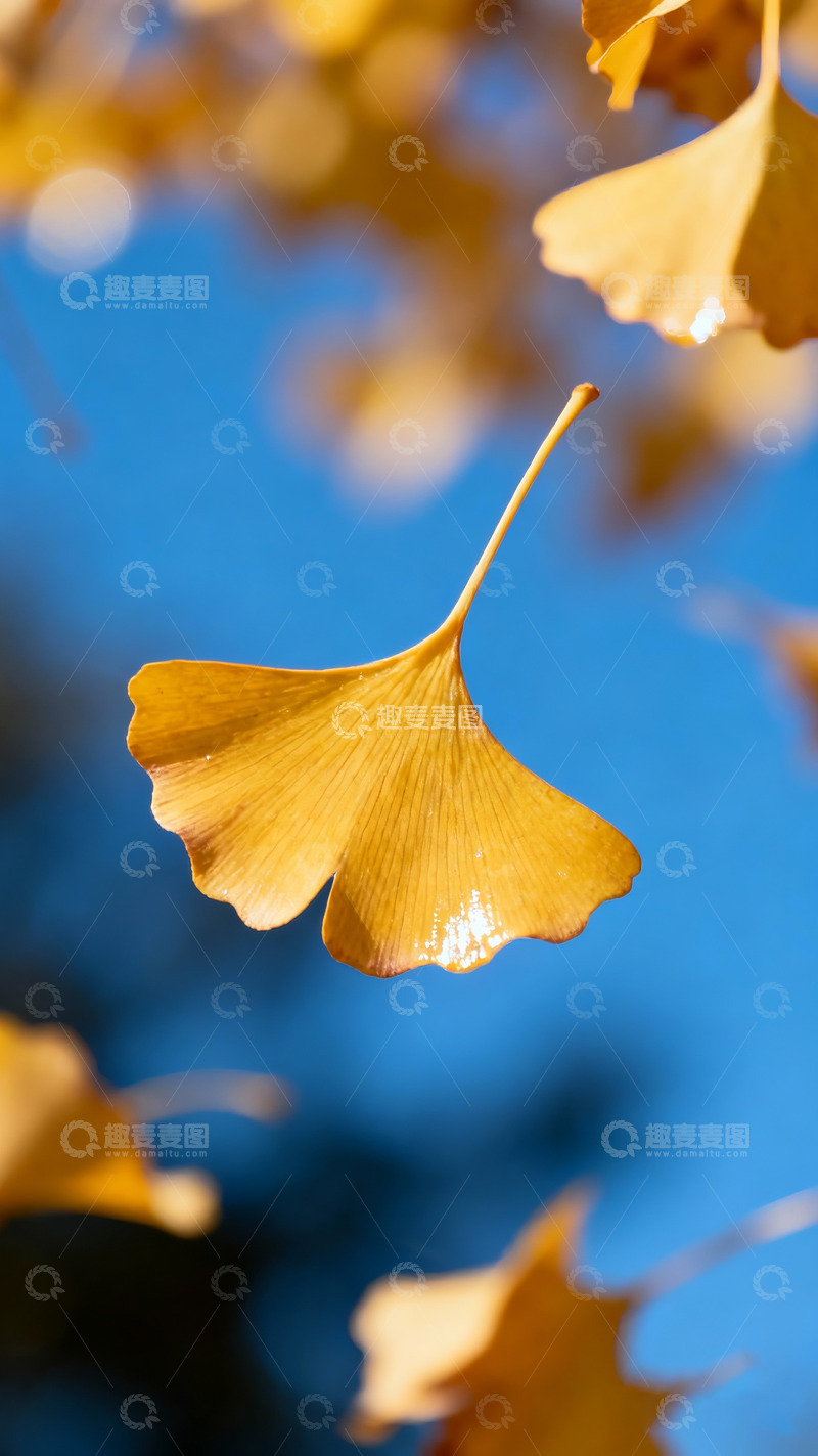 高清大图下载【趣麦麦图】-金黄的银杏叶特写5