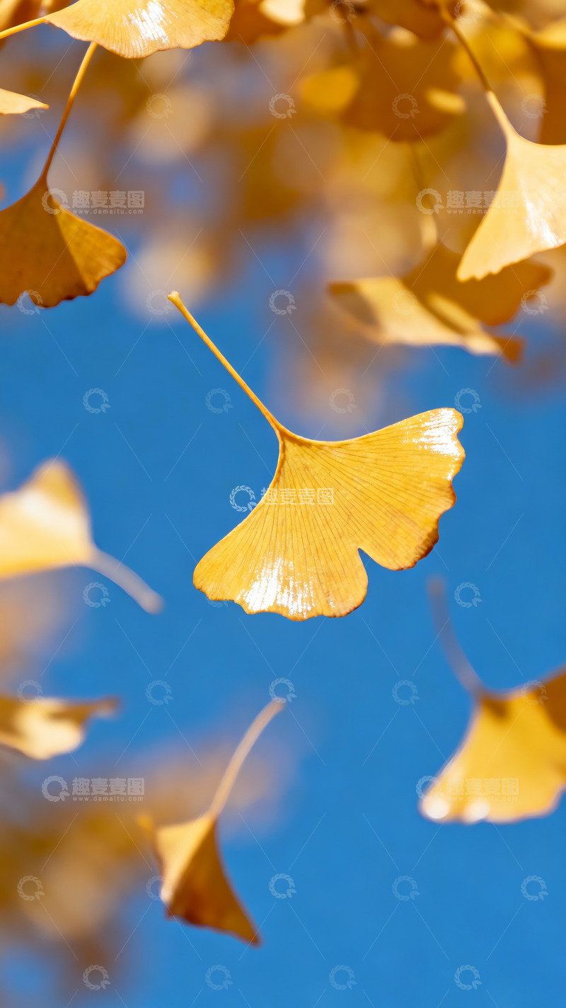 高清大图下载【趣麦麦图】-金黄的银杏叶特写