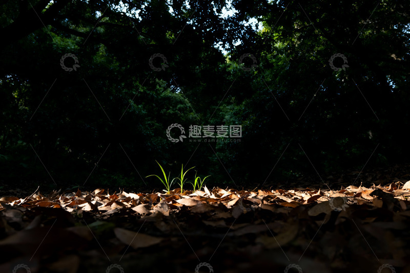 高清大图下载【趣麦麦图】暗调森系风景一片枯黄落叶4