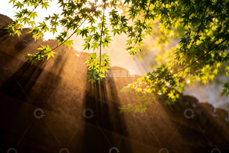 高清大图下载【趣麦麦图】光影透过枝叶投射下光线