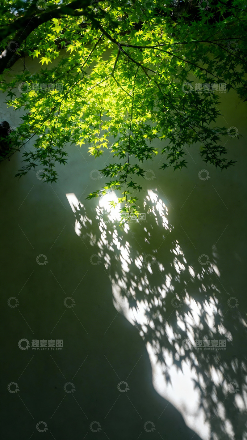 高清大图下载【趣麦麦图】光影透过枝叶投射下光线1