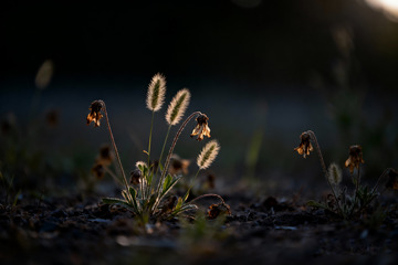 狗尾草，凋谢的小花5