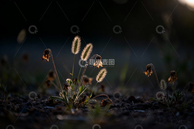高清大图下载【趣麦麦图】狗尾草，凋谢的小花5