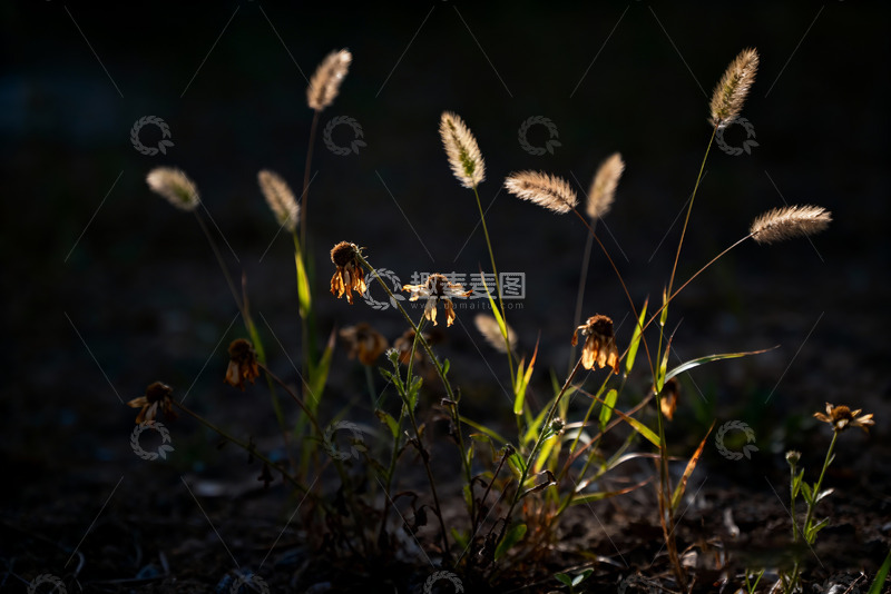 高清大图下载【趣麦麦图】狗尾草，凋谢的小花2
