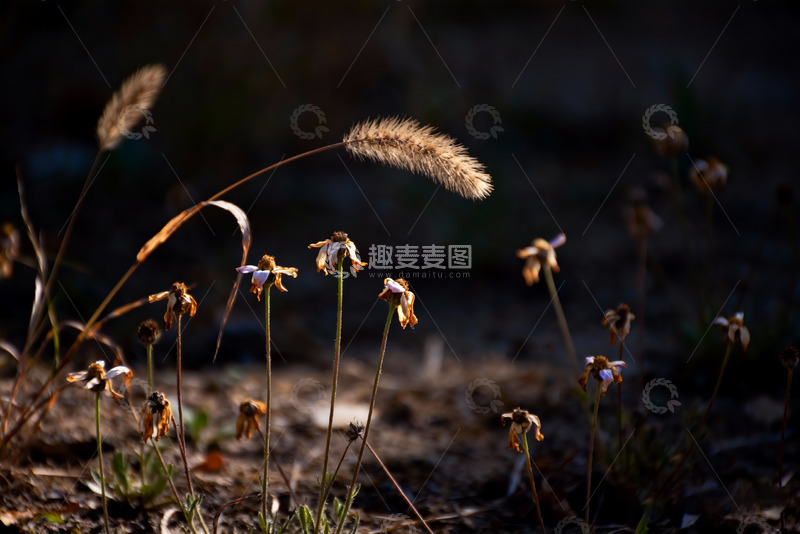高清大图下载【趣麦麦图】狗尾草，凋谢的小花3
