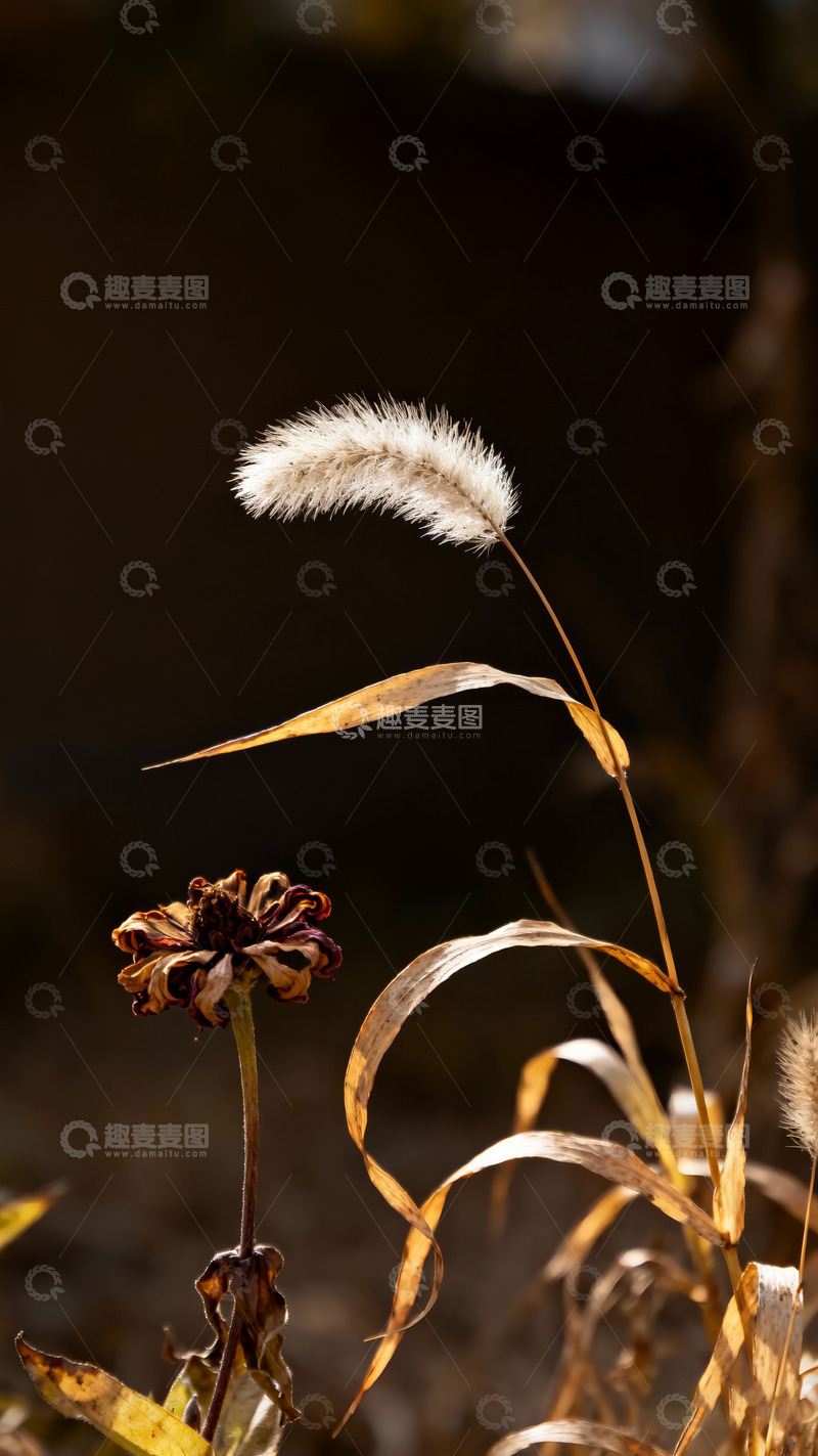 高清大图下载【趣麦麦图】狗尾草，凋谢的小花