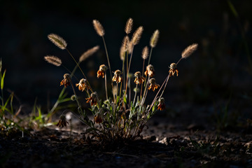 狗尾草，凋谢的小花4