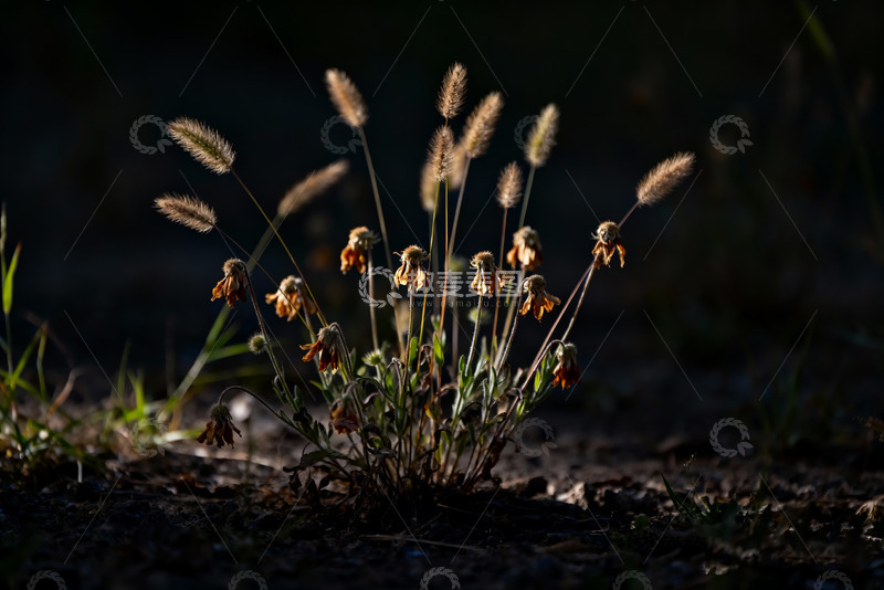 高清大图下载【趣麦麦图】狗尾草，凋谢的小花4