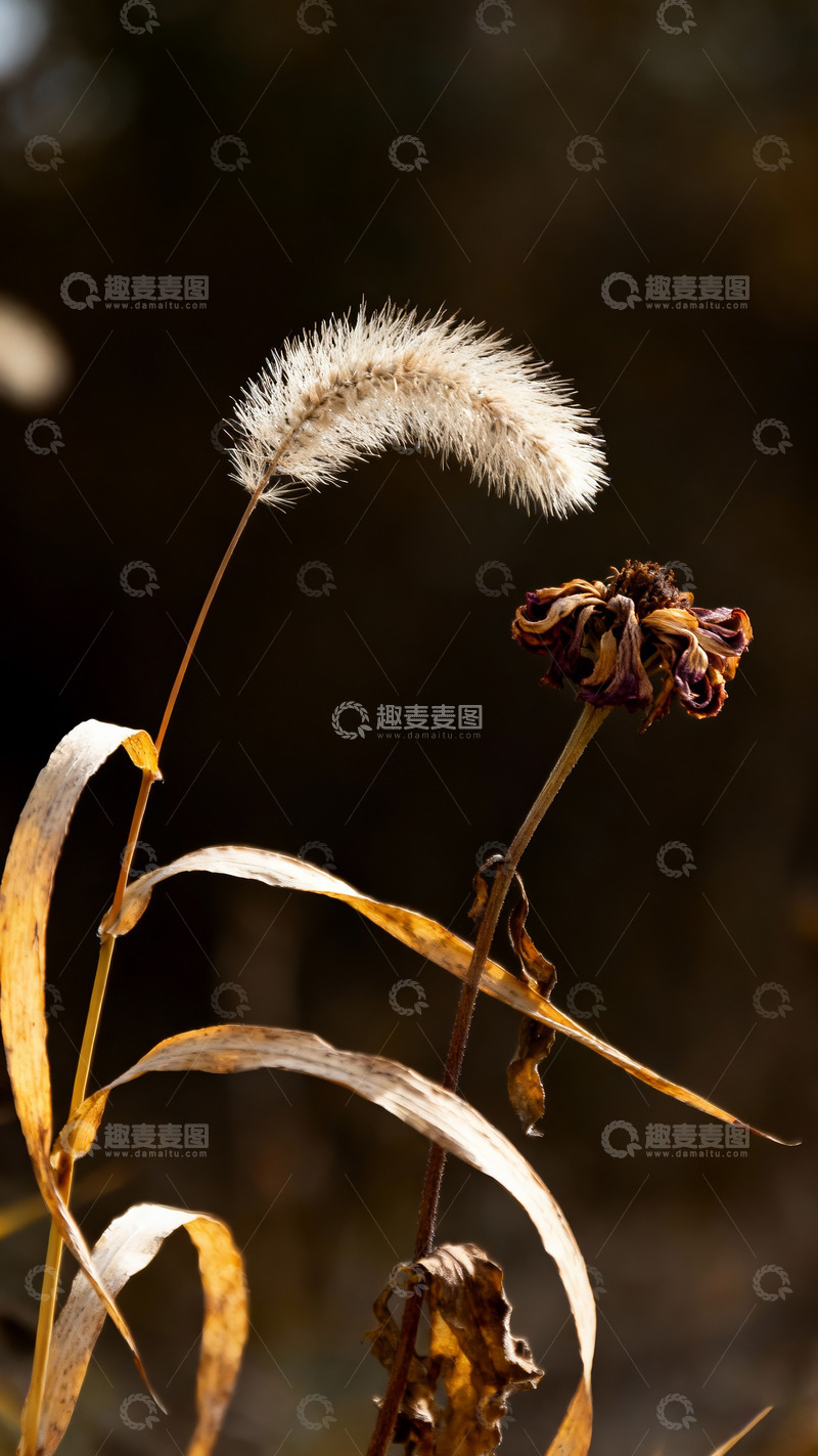 高清大图下载【趣麦麦图】狗尾草，凋谢的小花6