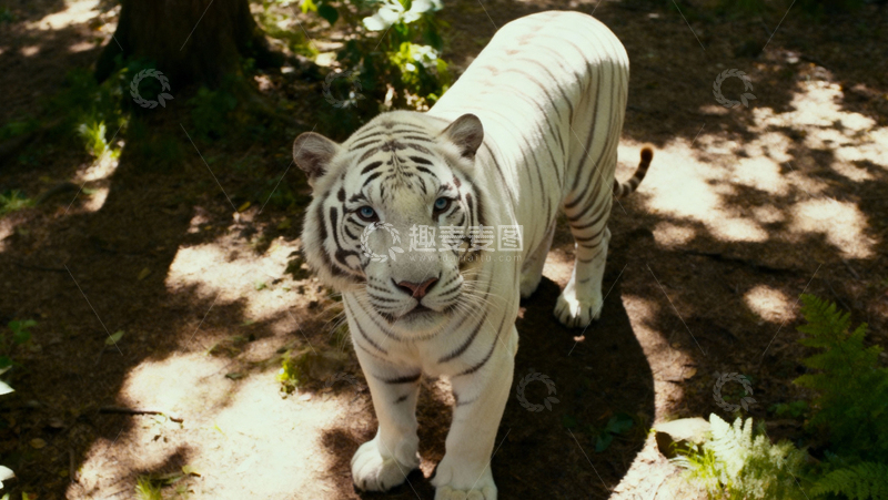 高清大图下载【趣麦麦图】白色老虎002