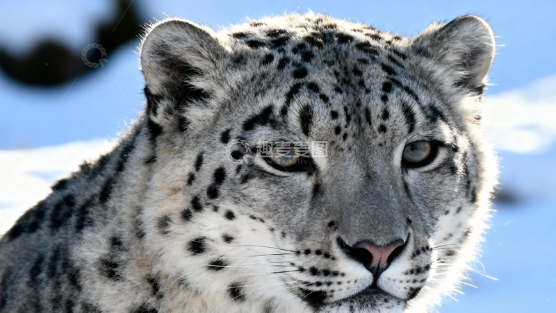 高清大图下载【趣麦麦图】可爱雪豹001