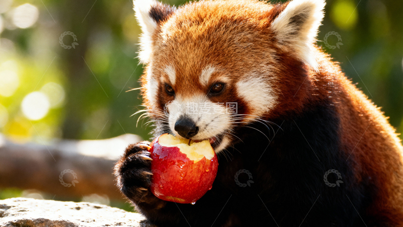 高清大图下载【趣麦麦图】 可爱小熊猫007