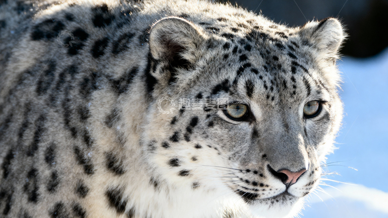 高清大图下载【趣麦麦图】可爱雪豹006