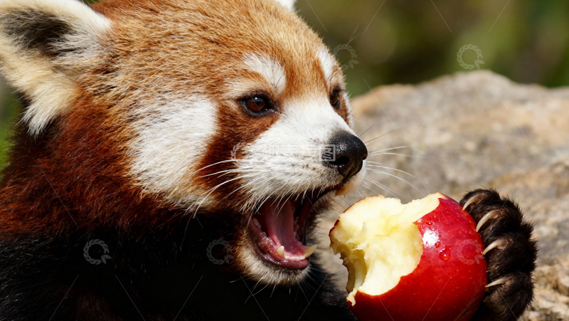 高清大图下载【趣麦麦图】 可爱小熊猫003