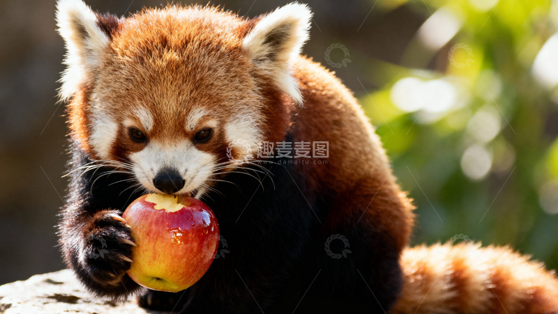 高清大图下载【趣麦麦图】 可爱小熊猫002