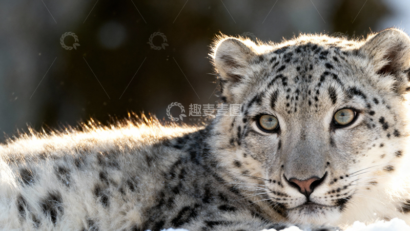 高清大图下载【趣麦麦图】可爱雪豹007