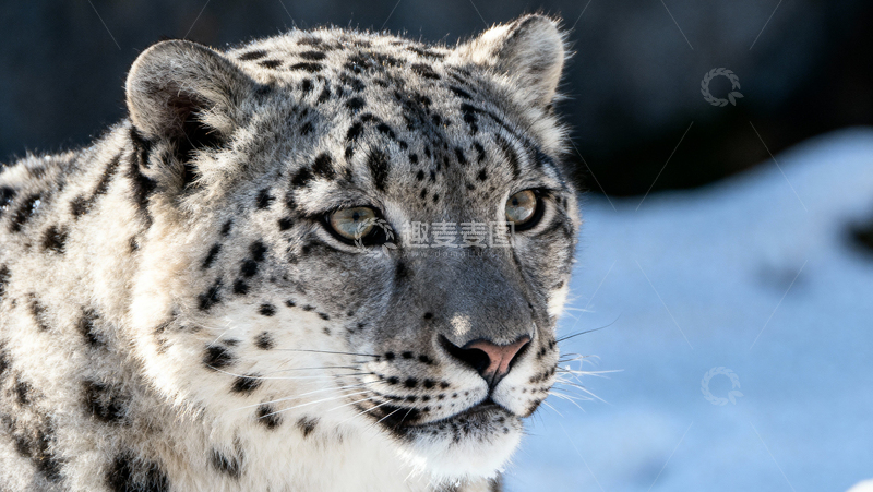 高清大图下载【趣麦麦图】可爱雪豹005