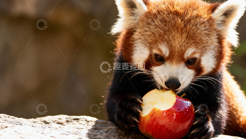 高清大图下载【趣麦麦图】 可爱小熊猫006