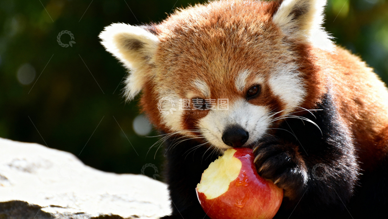 高清大图下载【趣麦麦图】 可爱小熊猫004