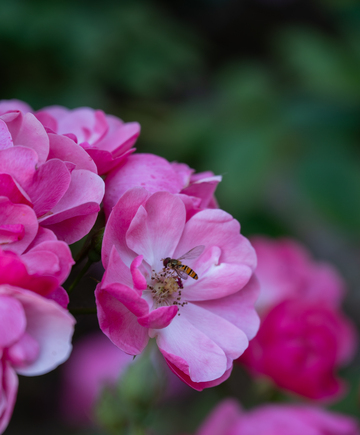公园的月季花与蜜蜂