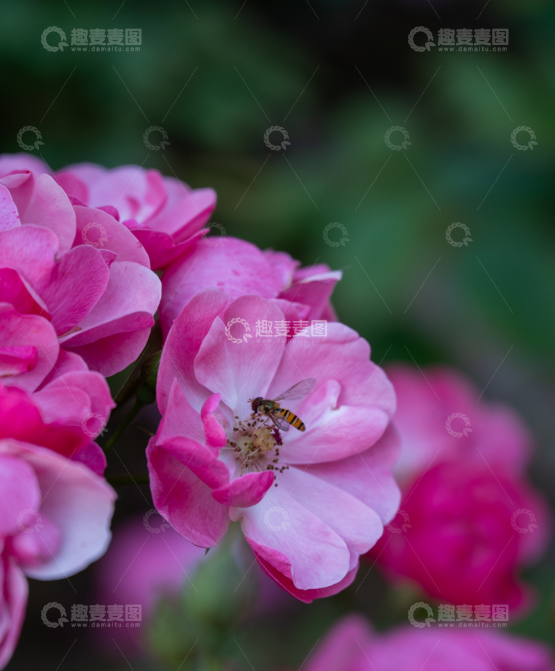 高清大图下载【趣麦麦图】公园的月季花与蜜蜂