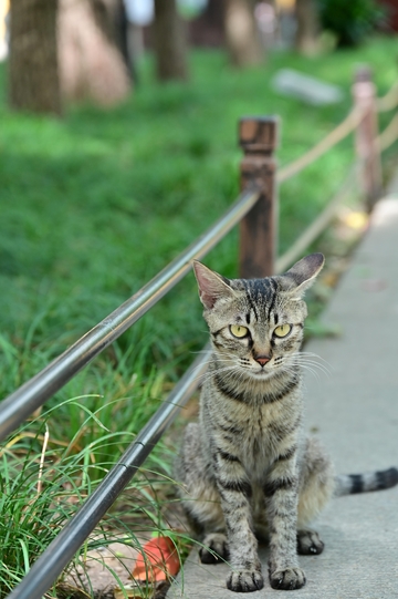 苏州西园寺的猫咪