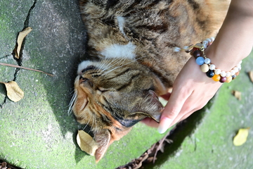 苏州西园寺的猫