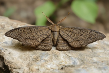 一只灰色的蛾子