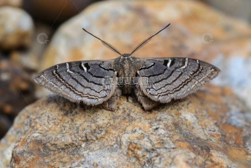 高清大图下载【趣麦麦图】一只灰色的蛾子