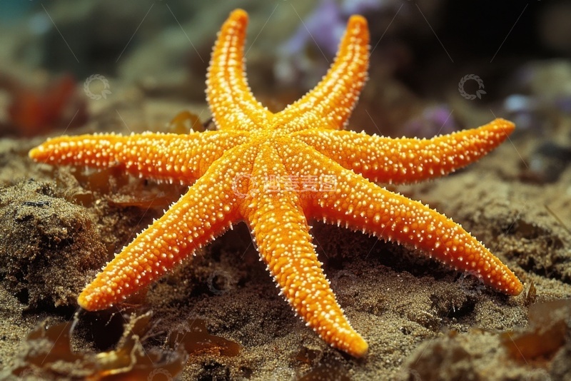 高清大图下载【趣麦麦图】橙色的海星特写摄影