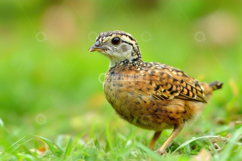 高清大图下载【趣麦麦图】草地上的一只松鸡