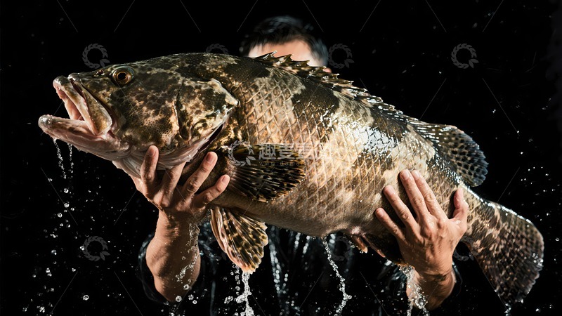 高清大图下载【趣麦麦图】新鲜的石斑鱼
