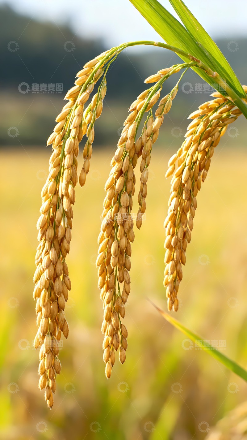 高清大图下载【趣麦麦图】丰收水稻稻谷