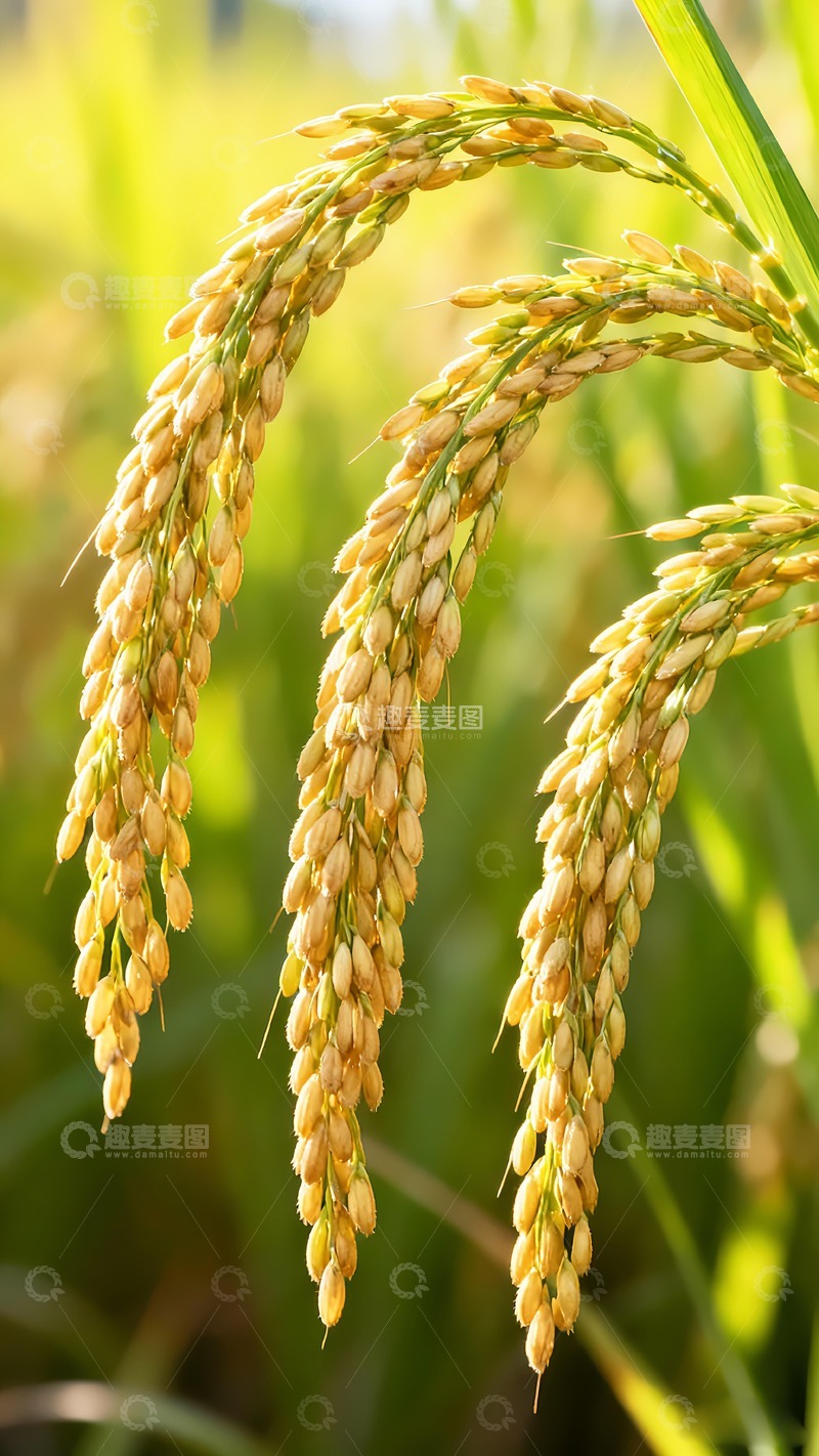 高清大图下载【趣麦麦图】农业丰收水稻