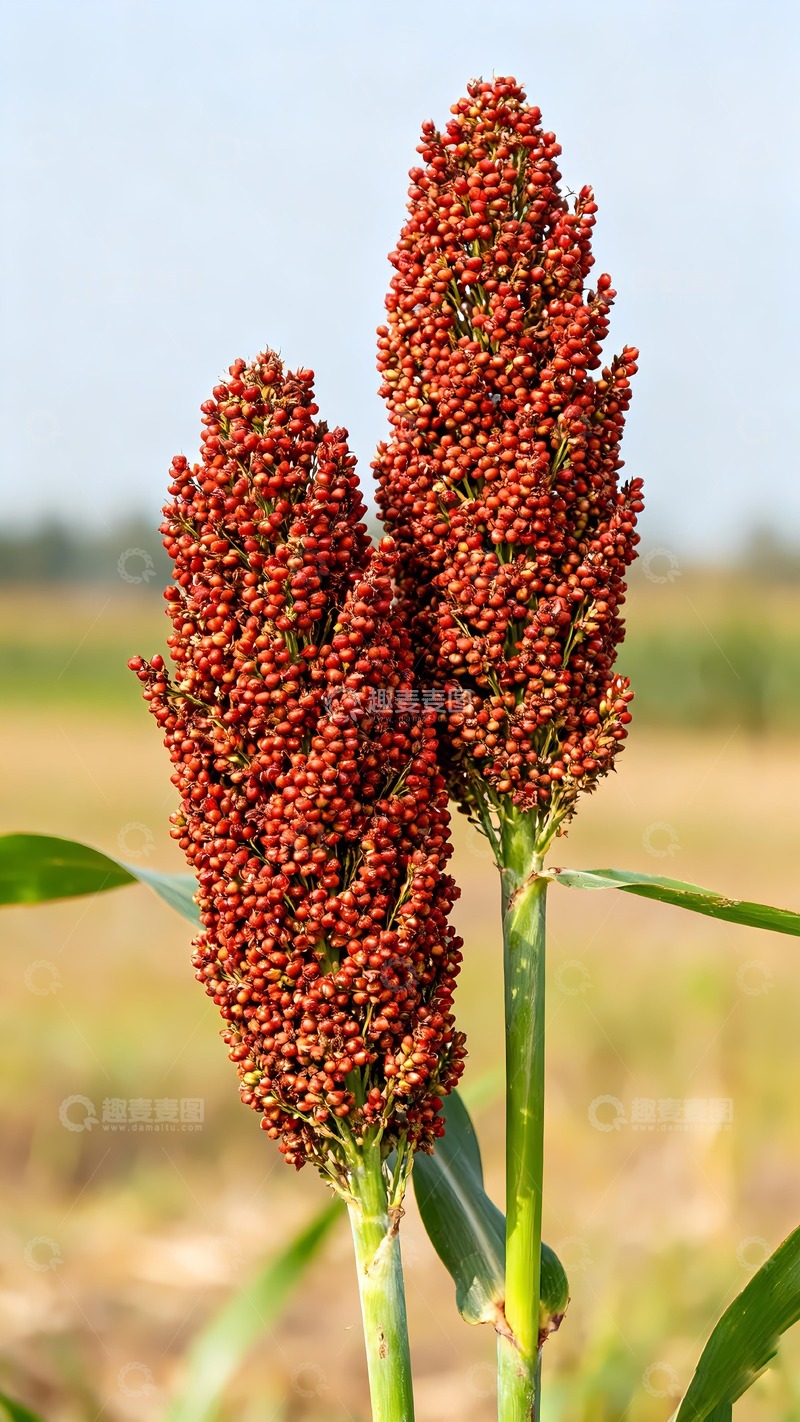 高清大图下载【趣麦麦图】秋收丰收红高粱