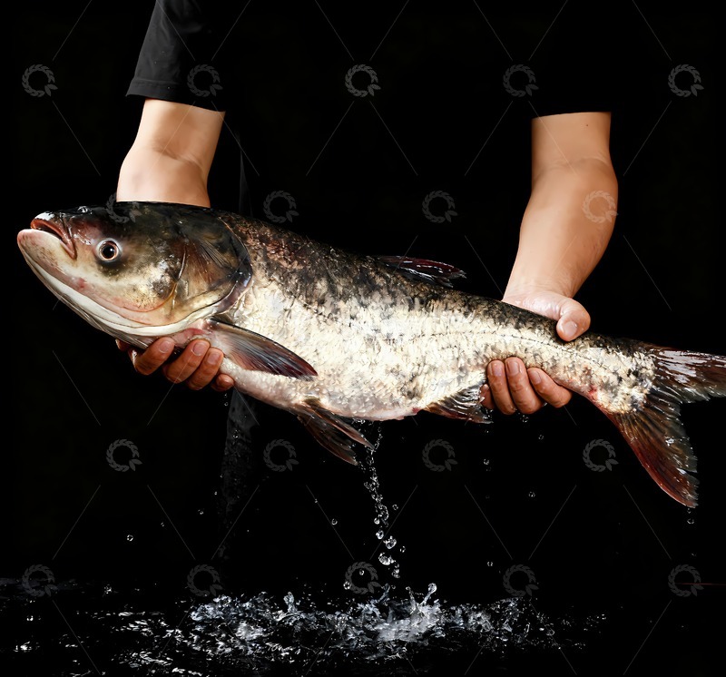 高清大图下载【趣麦麦图】新鲜花鲢鲢鳙