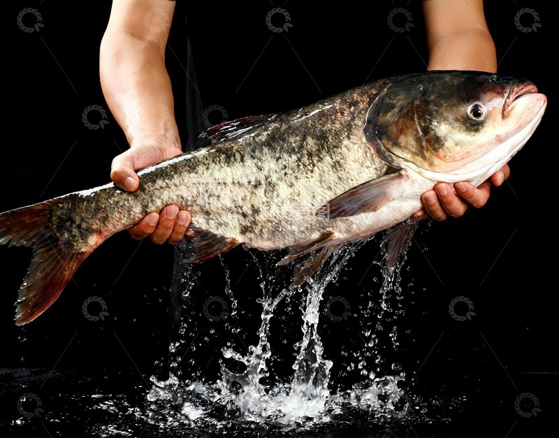 高清大图下载【趣麦麦图】一只鲜活大头鱼