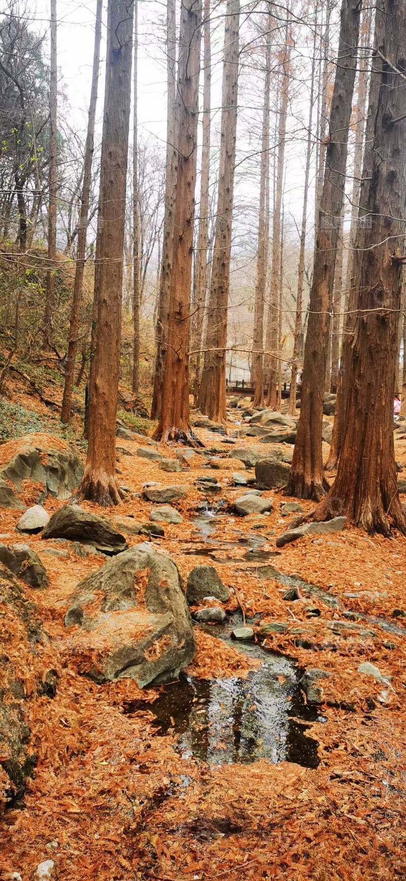 高清大图下载【趣麦麦图】松林小径秋意浓