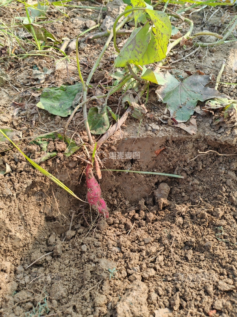 高清大图下载【趣麦麦图】红薯地里挖红薯