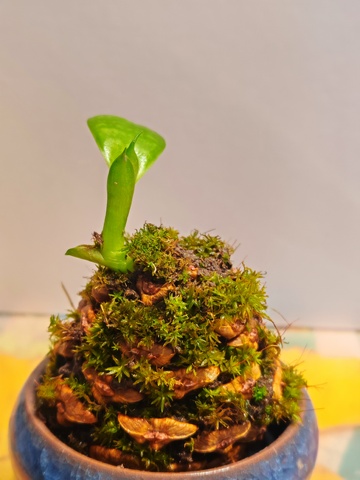 生机盎然苔藓盆栽