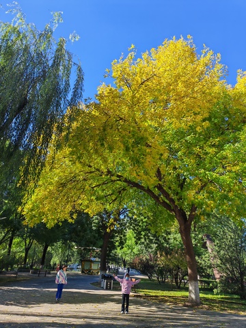 秋日公园美景风光摄影