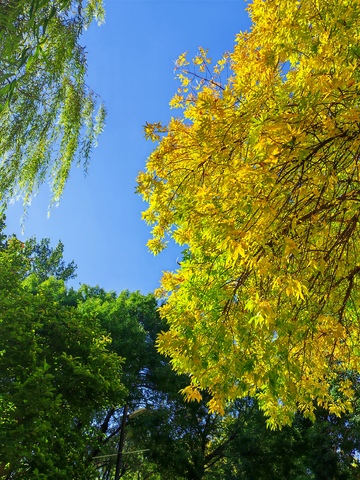 秋日蓝天树叶风景