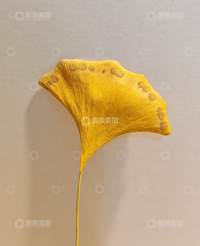 高清大图下载【趣麦麦图】银杏叶装饰艺术