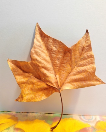 枯叶秋意艺术摄影