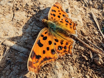 地上爬行的蝴蝶