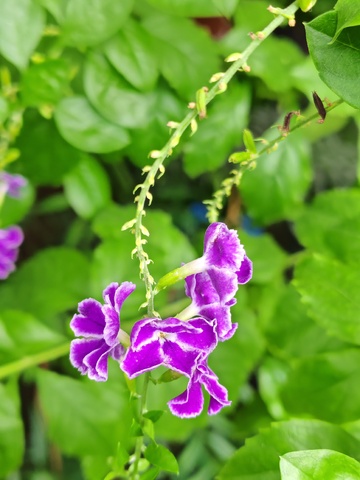 紫花绿叶自然风景摄影